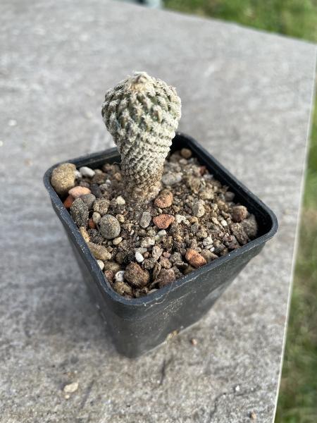 Encephalocarpus strobiliformis